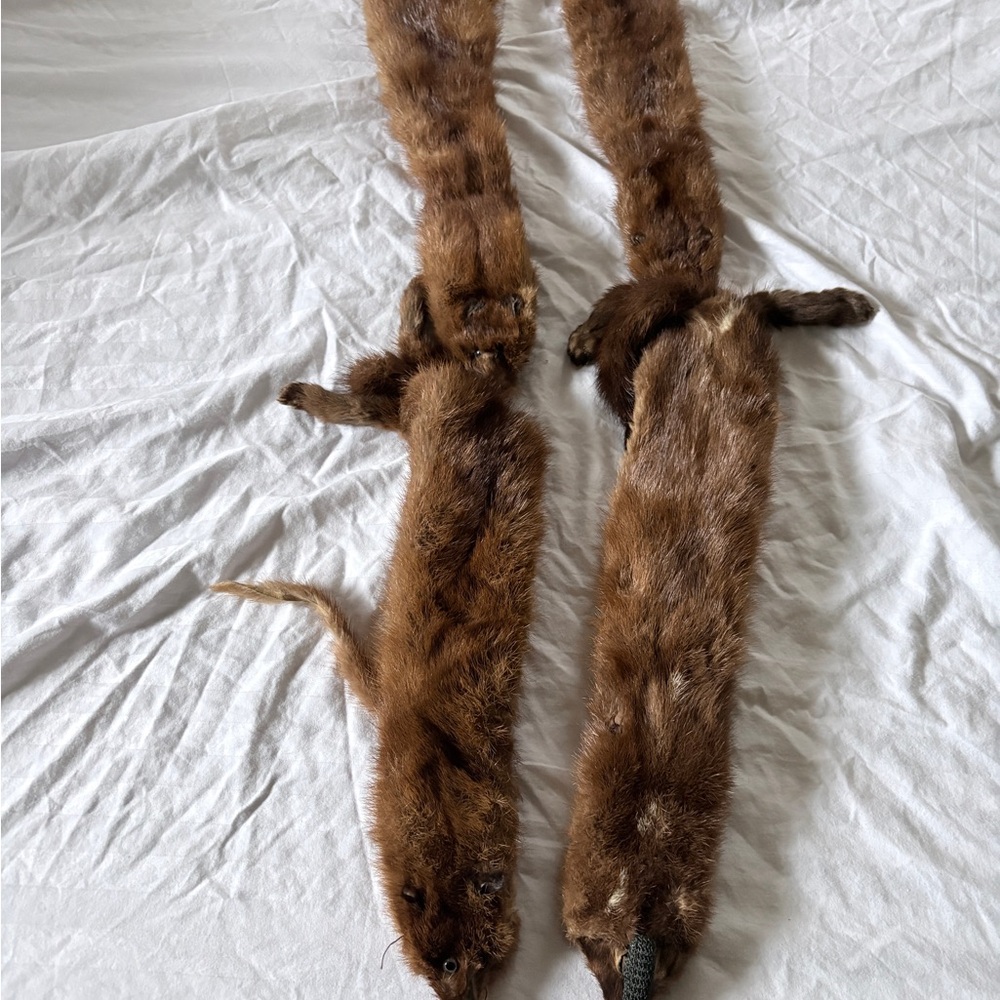Vintage Genuine Mink Fur Pelts | Pair of Brown Mink | Taxidermy / Decor
